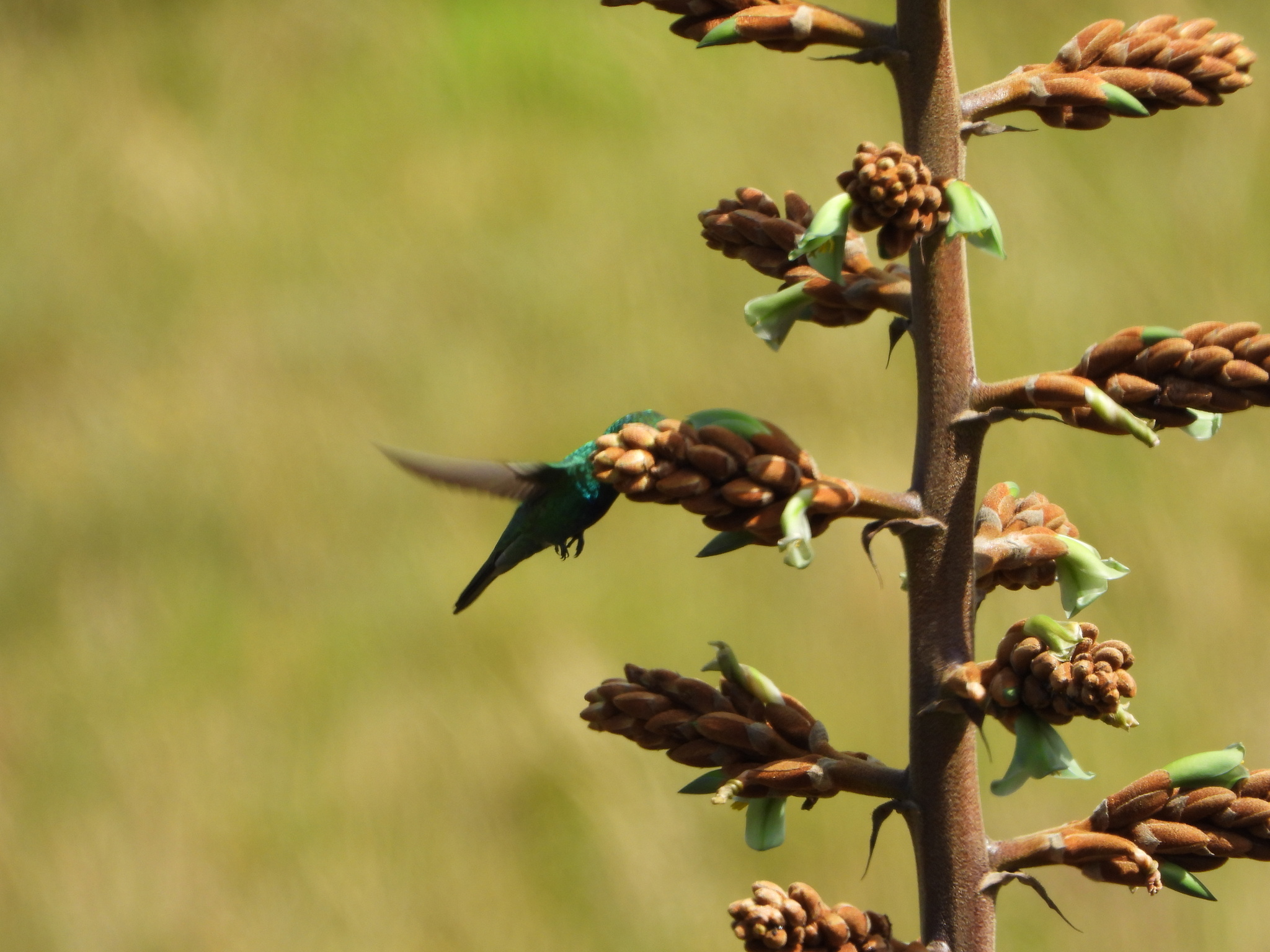 Colibri coruscans image