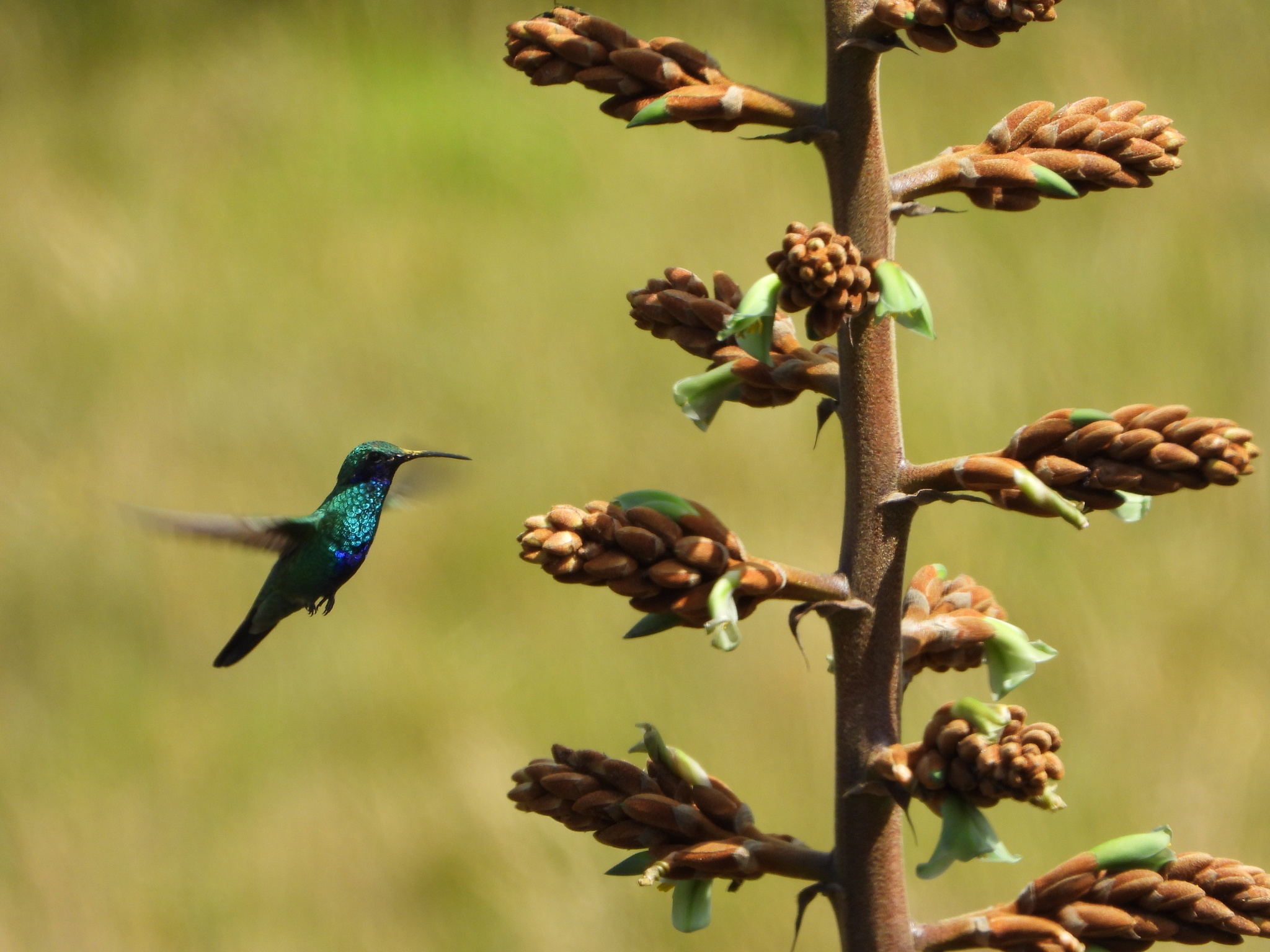 Colibri image