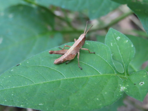 Short-winged Green Grasshopper photo 4