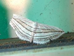 Scopula opicata