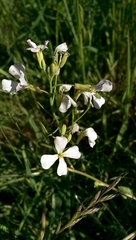 Raphanus raphanistrum raphanistrum