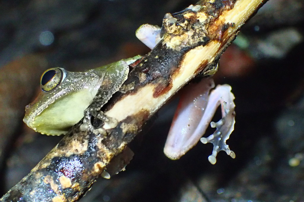 Frilled Treefrog