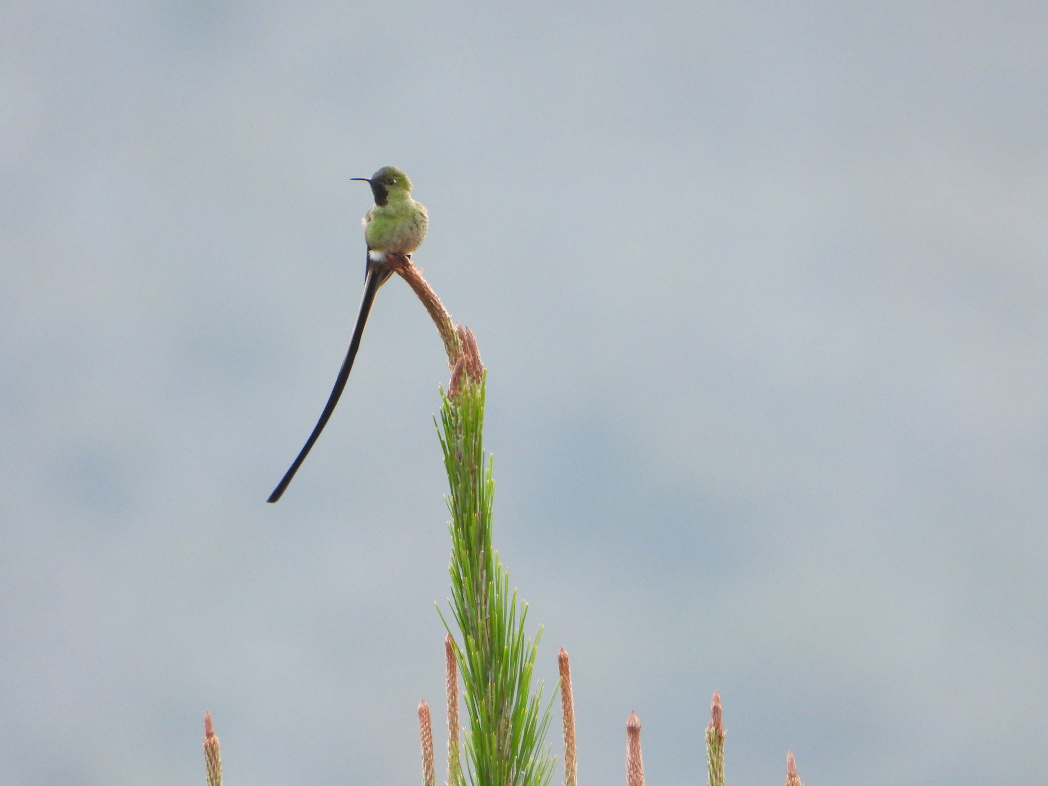 Lesbia victoriae image