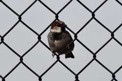 Passer domesticus