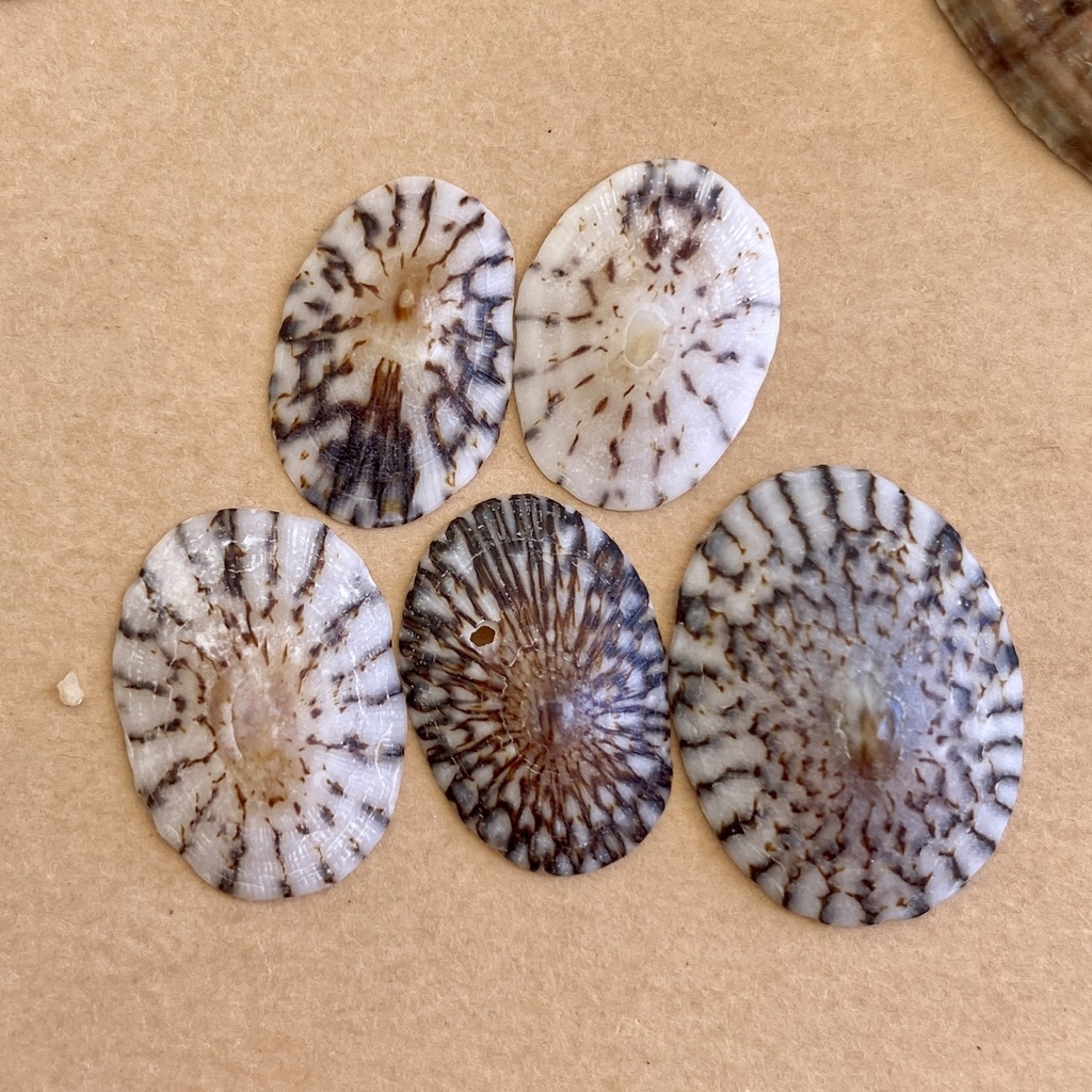 Mexican Striped Limpet