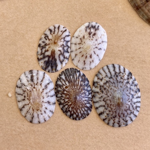 Mexican Striped Limpet