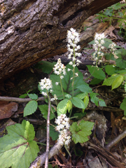 Tiarella