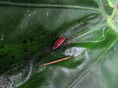 Physopelta quadriguttata