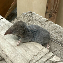 Trowbridge's Shrew photo 2