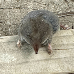 Trowbridge's Shrew photo 3