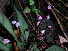 Staurogyne concinnula