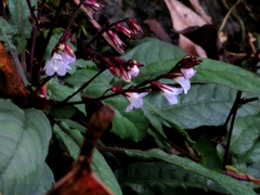 Staurogyne concinnula