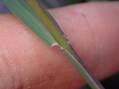 Disakisperma dubium, photograph Trevor Van Loon, CC BY, iNaturalist via GBIF