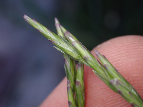 Disakisperma dubium, photograph 5