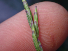 Disakisperma dubium, photograph Trevor Van Loon, CC BY, iNaturalist via GBIF