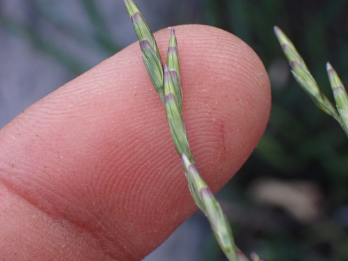 Disakisperma dubium, photograph 3