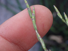 Disakisperma dubium, photograph Trevor Van Loon, CC BY, iNaturalist via GBIF