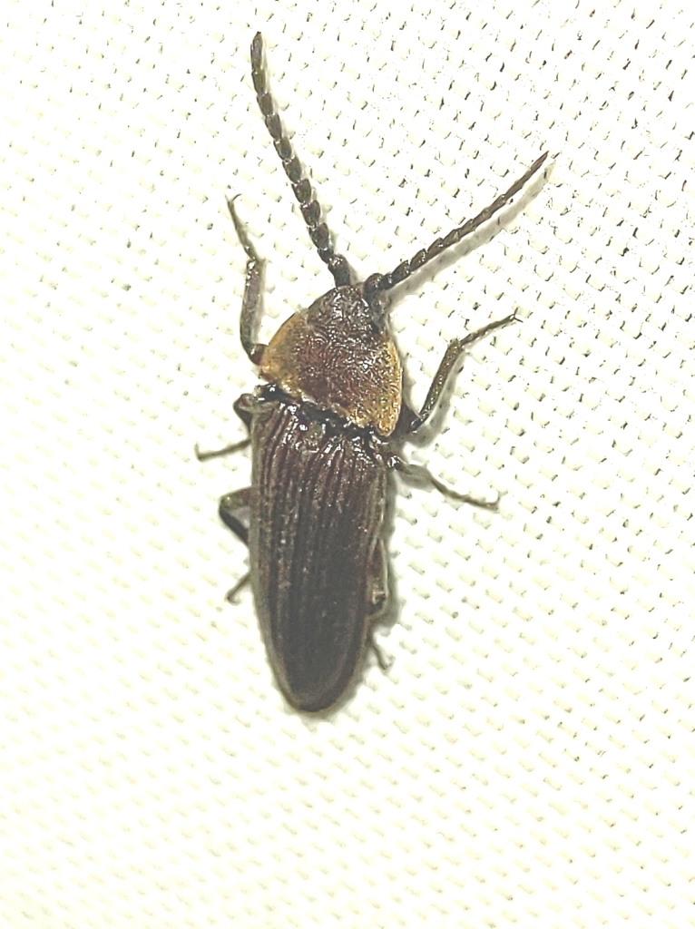 Loboederus