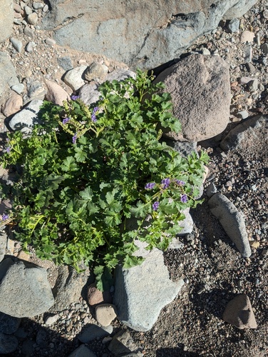 Phacelia scariosa (Phacelia scariosa)