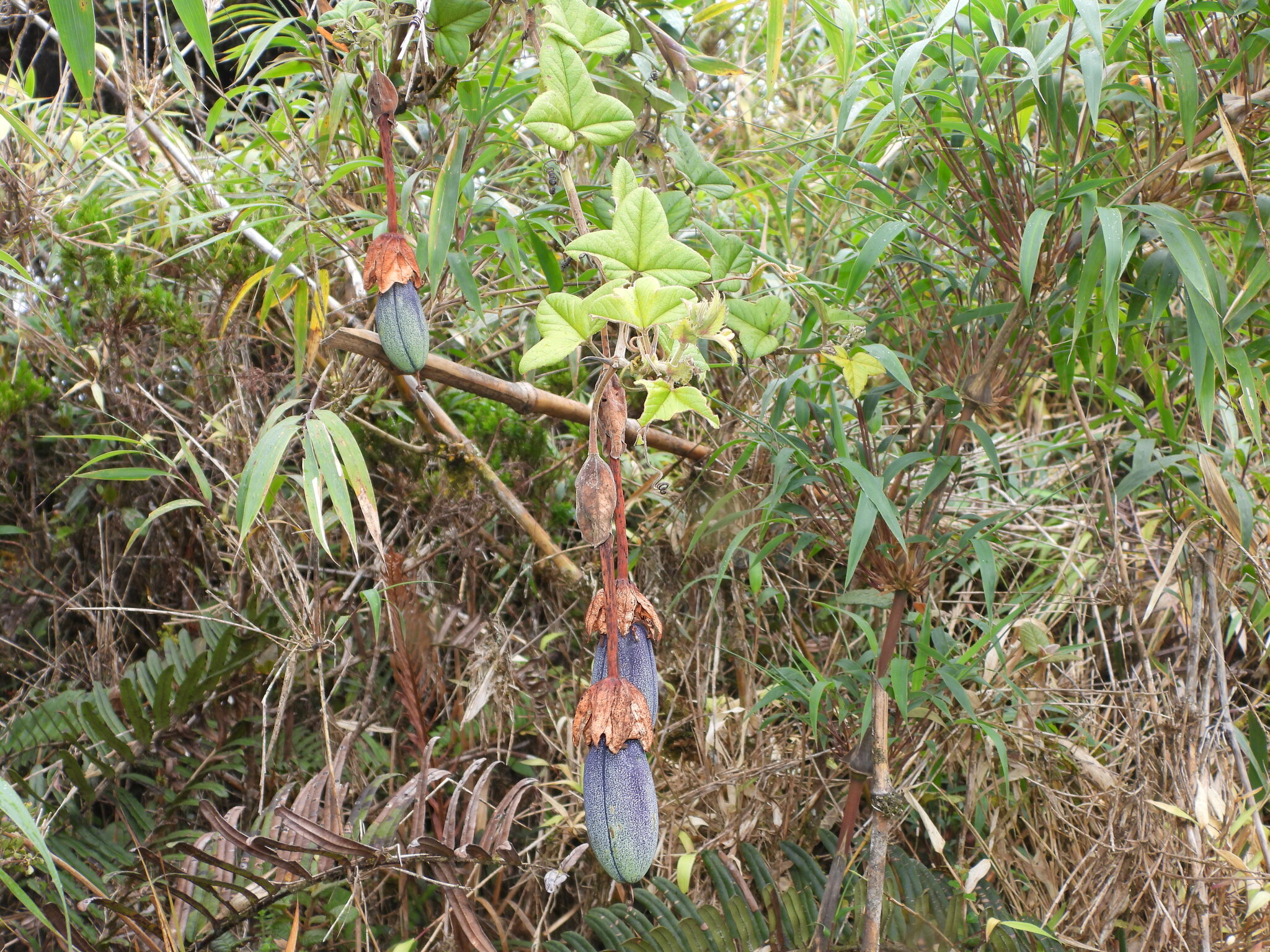 Passiflora roseorum image