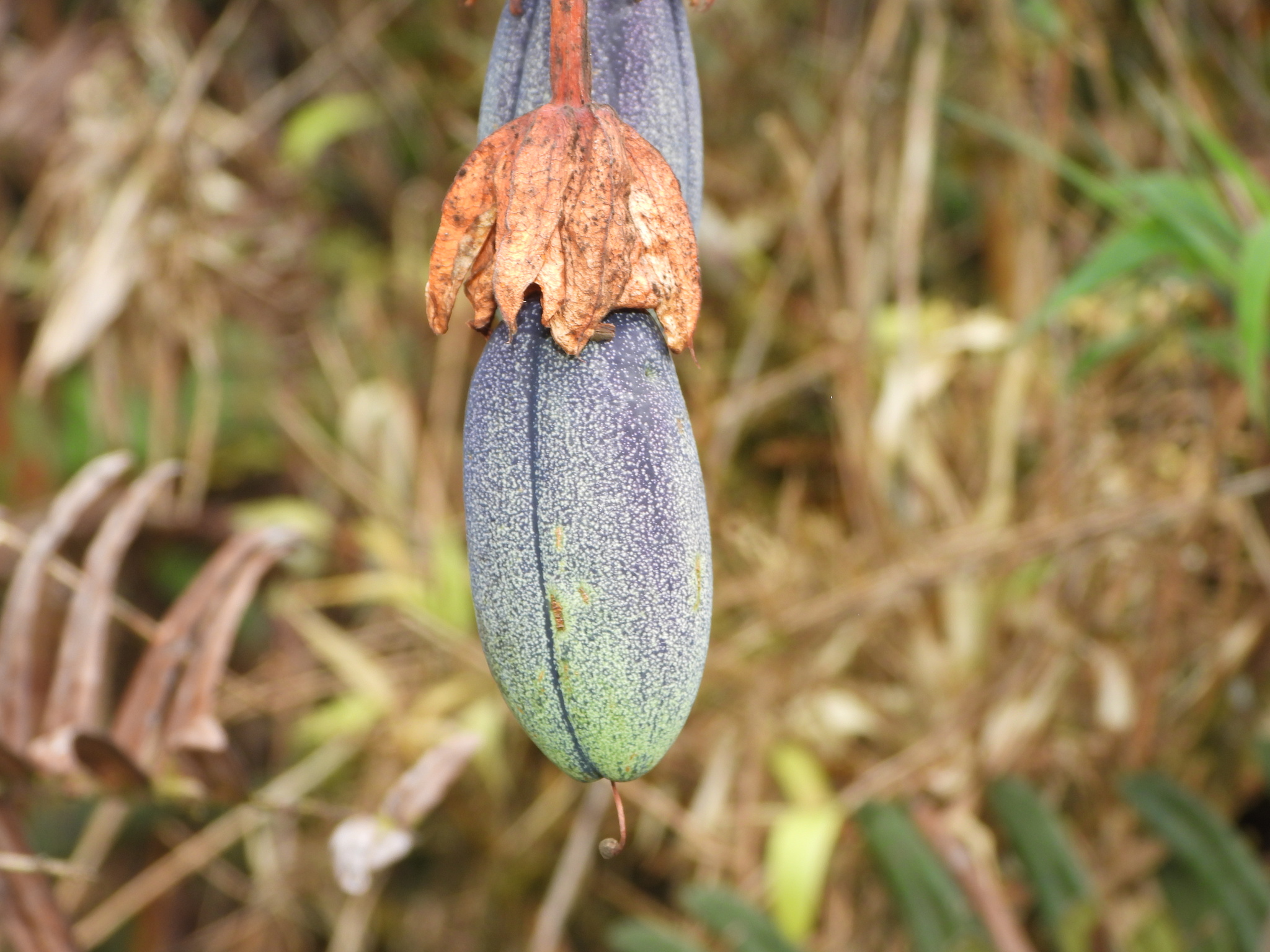 Passiflora roseorum image