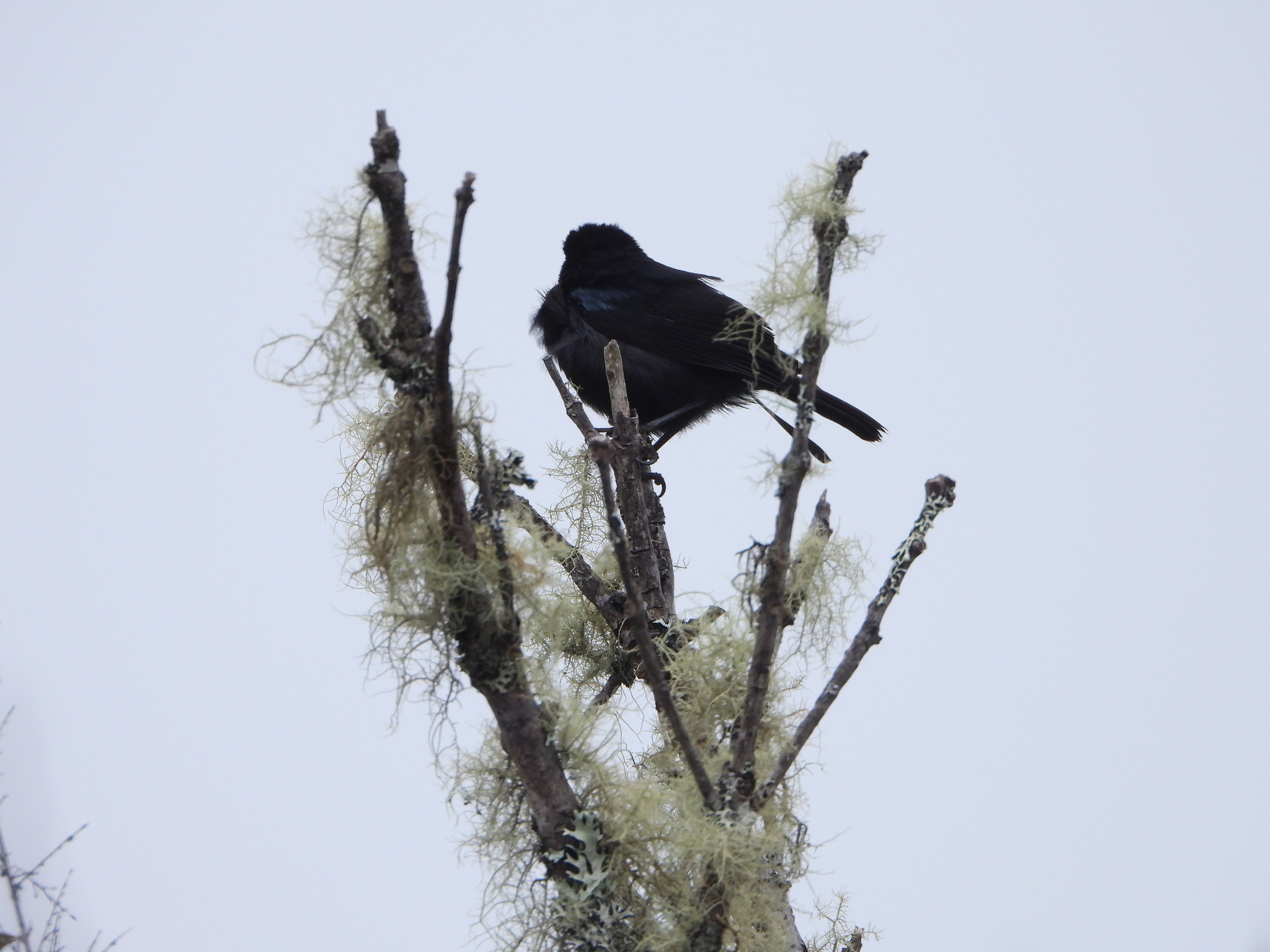 Diglossa lafresnayii image