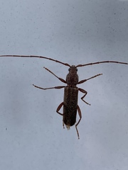 Haplidus testaceus