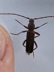 Haplidus testaceus