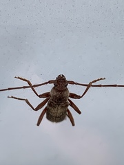 Haplidus testaceus