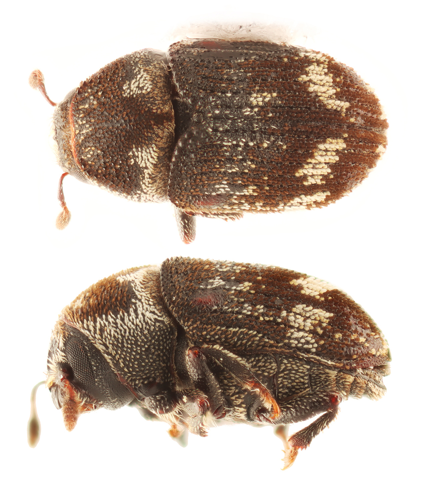 Hylesinus fasciatus