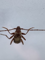 Haplidus testaceus