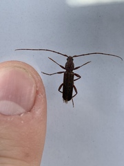 Haplidus testaceus