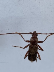Haplidus testaceus