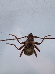 Haplidus testaceus
