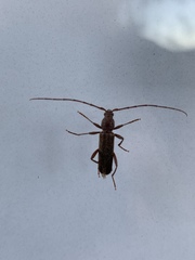 Haplidus testaceus