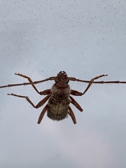 Haplidus testaceus