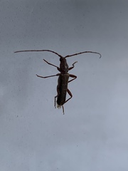 Haplidus testaceus
