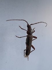 Haplidus testaceus