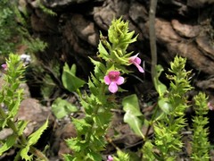 Pityrodia ternifolia