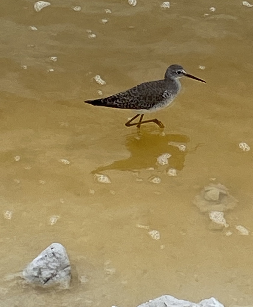 Shanks, Tattlers, and Allies from R??o Lagartos, Yuc., MX on November 28