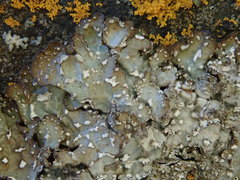 Punctelia stictica