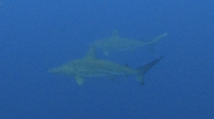Carcharhinus limbatus image