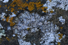 Punctelia stictica