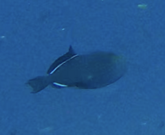 Melichthys niger image