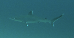 Carcharhinus albimarginatus image