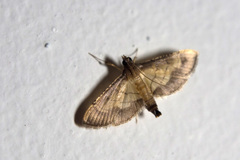 Cnaphalocrocis trebiusalis