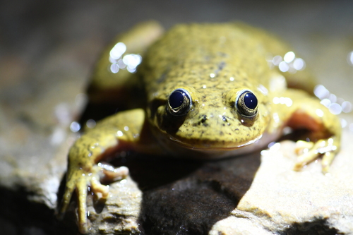 Marbled Water Frog, Telmatobius marmoratus