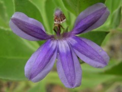 Scaevola browniana