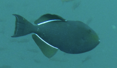 Melichthys niger image