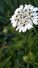 Artedia squamata